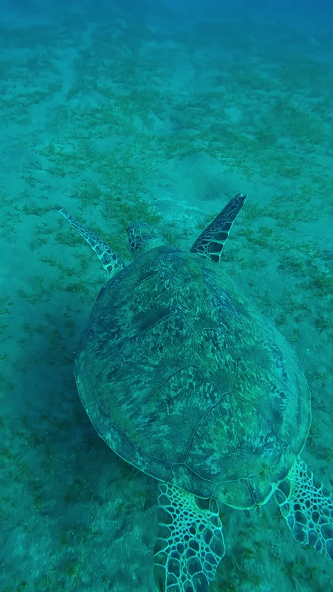 Top view of Sea Turtle with shark bite marks on fins swims in turquoise water Stock Footage 327868631