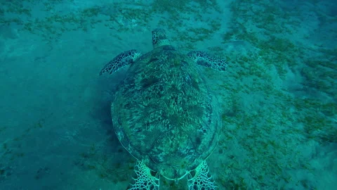 Top view of Sea Turtle with shark bite marks on fins swimming in turquoise water Stock Footage 330613493