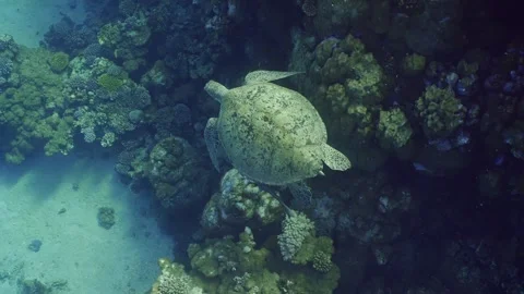 Top view of Sea turtle swimming above the reef, Slow motion Video stock 243986089