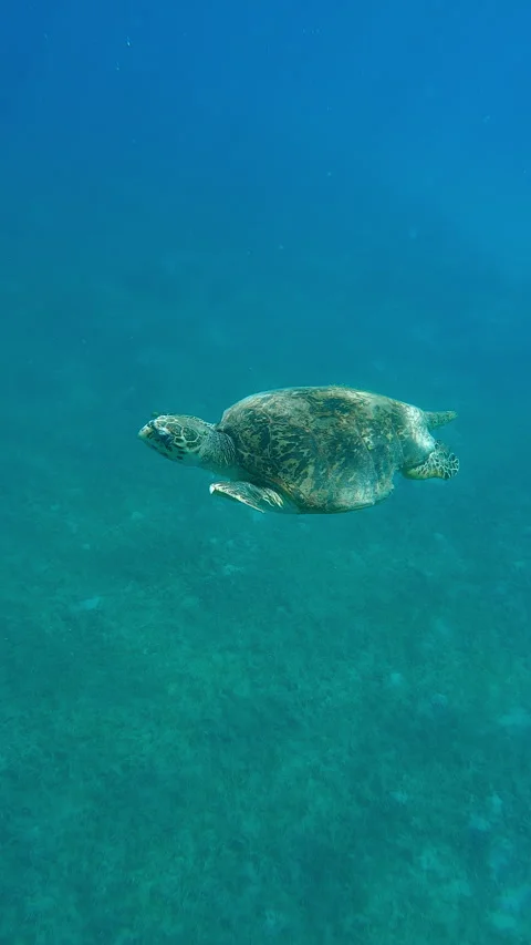 Top view of Sea Turtle swims in turquoise water in bright sunlight Stock Footage 324567328