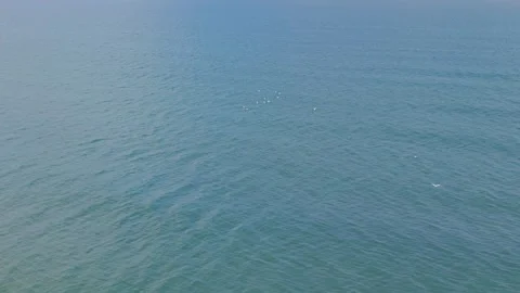 Top view of seabirds resting on open water Stock Footage 328571850