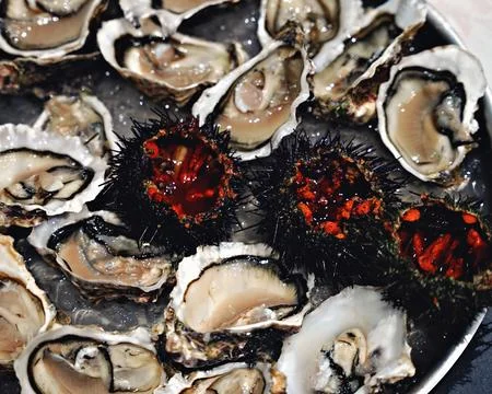 Top view of seafood platter: shellfish, oysters, sea urchin Stock Photos