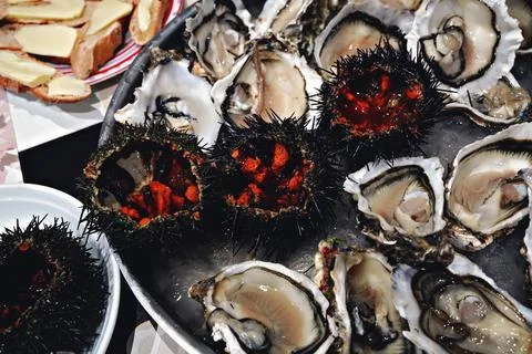Top view of seafood platter: shellfish, oysters, sea urchin Stock Photos