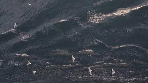 Top view of seagulls flying and diving for fish in Greece Stock Footage 115709237