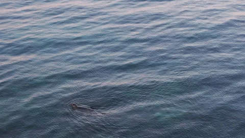 Top view of a seal swimming on the surface of the water Stock Footage 266928523