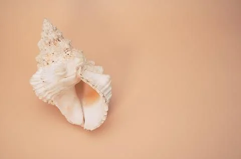 Top view of seashell isolated on a light cream background with copy space Stock Photos