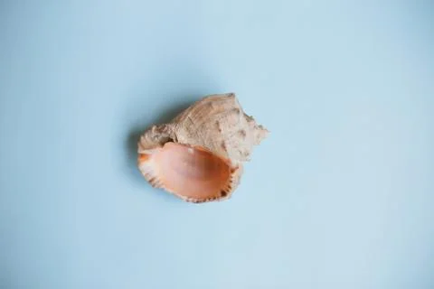 Top view seashell on a light blue background with copy space. Summer holidays Stock Photos