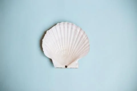 Top view seashell on a light blue background with copy space. Summer holidays Stock Photos