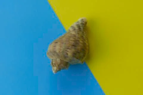 Top view of seashell Stock Photos