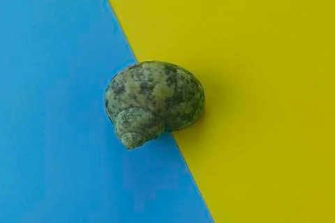 Top view of seashell 写真素材