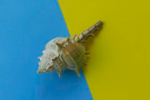 Top view of seashell Stock Photos