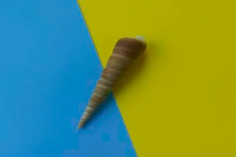 Top view of seashell 写真素材