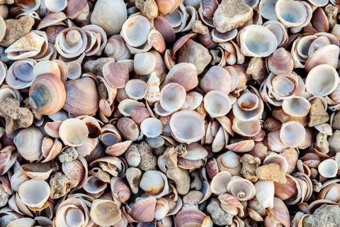 Top view of seashell texture background Foto stock
