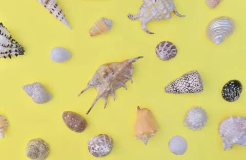 Top view on a seashells collection of different shapes and arranged on the wh Stock Photos