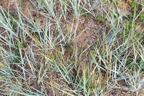 Top view of seashore grass texture Stock Photos