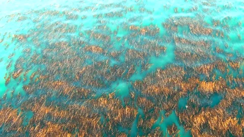 Top view of seaweed floating on the ocean surface - 4k aerial drone shot Stock Footage 130605532