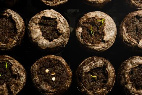 Top View Seed Starting Tray, Indoor Gardening Germination Growth Concept Stock Photos