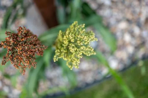 Top view selective focus on maturing seed head of sorghum bicolor Stock Photos