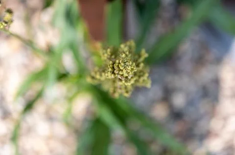 Top view selective focus on maturing seed head of sorghum bicolor Stock Photos