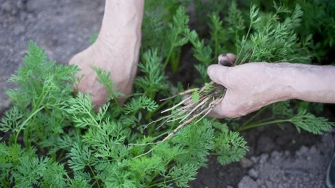 Top view of senior hands thin out carrot seedlings Stock-Footage 197718565