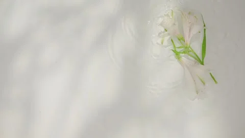 Top view of several falling white alstroemerias in clear water on white Stock Footage 282361036