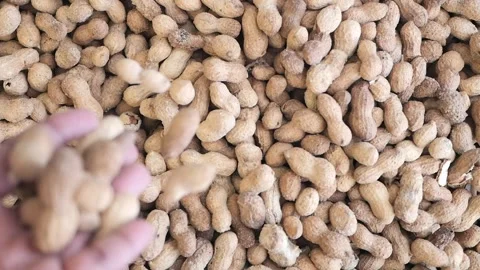 Top view of Several peanuts in a basket. Stock Footage 297434478