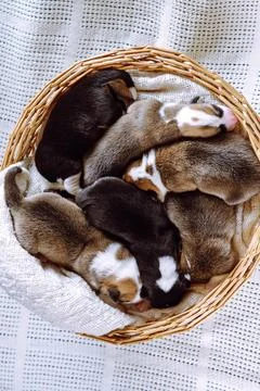 Top view of several two-month-old puppies of dog pembroke welsh corgi sleeping Stock Photos