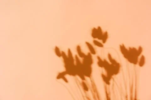 Top view on shadow of dry ears on orange background. Stock Photos