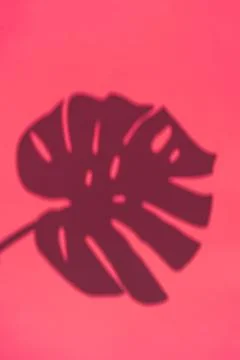 Top view on shadow of monstera leaf on pink background. Foto stock