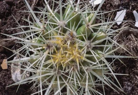 Top view of Sharp white prickles on Ferocactus echidne at close range. Foto stock