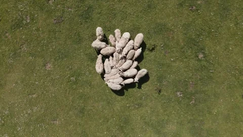 Top view of a sheep flock moving together in a green field Video stock 335515721