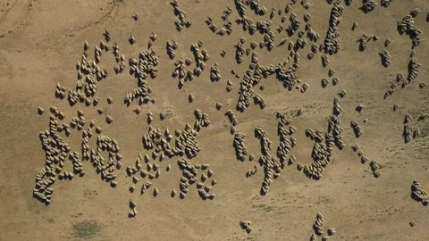 Top view of sheep herd on deserted land Видео 270899756