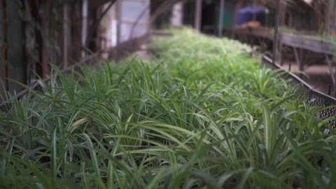 Top view of a shelf with green plants in pots in a flower greenhouse. Copy space Stock Footage 125612904