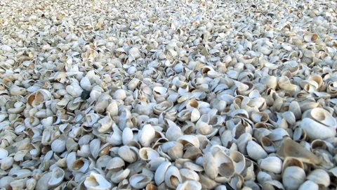 Top view of shells collection on the sand. Marine seamless pattern of sea shells Stock Footage 120694130