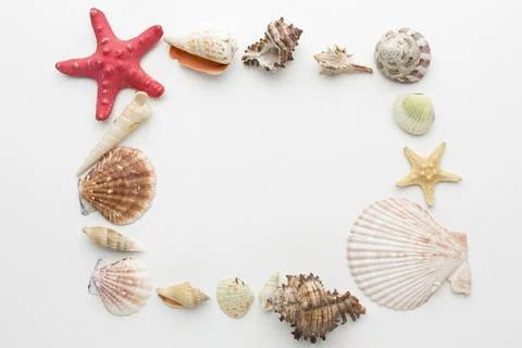 Top view shells frame concept. High quality and resolution beautiful photo Stock Photos