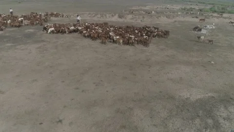 Top view of shepherd Stock Footage 134987804