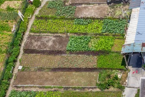 Top view shoot for vegetable farm in village (kampung Stock Photos