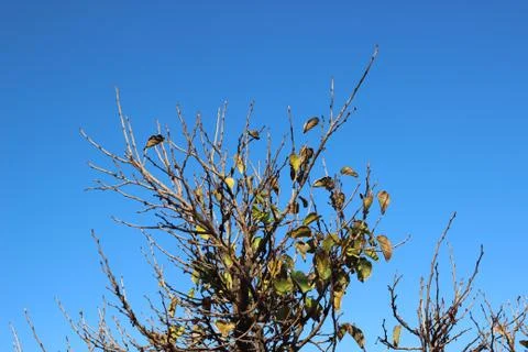 Top view shot for branches of tree in autumn season Stock Photos
