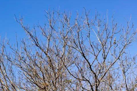 Top view shot for branches of tree in autumn Stock Photos