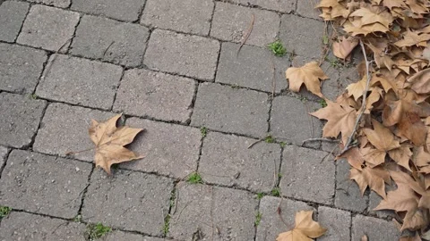 Top view shot on dry fallen leaves piled up in city street during autumn season Stock Footage 301012320