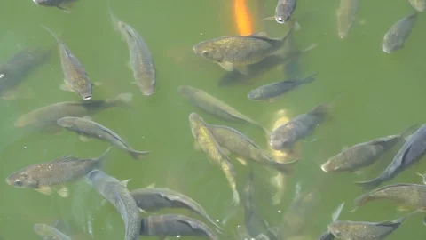 Top view shot of Koi fish, Fancy Carp are swimming in pond Stock Footage 91750153