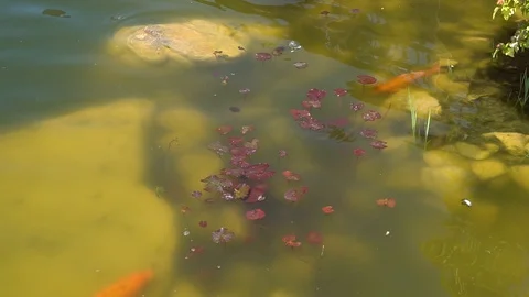 Top view shot of Koi fish, Fancy Carp are swimming in pond Stock Footage 91947052