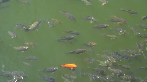 Top view shot of Koi fish, Fancy Carp are swimming in pond Stock Footage 91965699