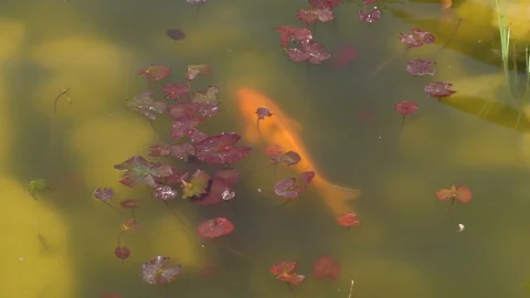 Top view shot of Koi fish, Fancy Carp are swimming in pond Stock Footage 91965735