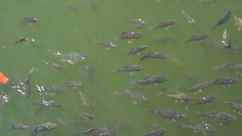 Top view shot of Koi fish, Fancy Carp are swimming in pond Stock Footage 92046037