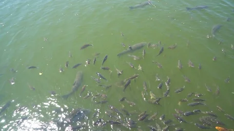 Top view shot of Koi fish, Fancy Carp are swimming in pond Stock Footage 92046086