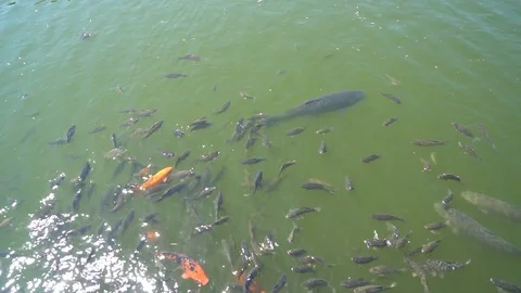 Top view shot of Koi fish, Fancy Carp are swimming in pond Stock Footage 92273462