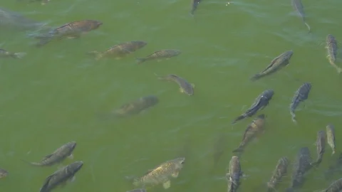 Top view shot of Koi fish, Fancy Carp are swimming in pond Stock Footage 92273535