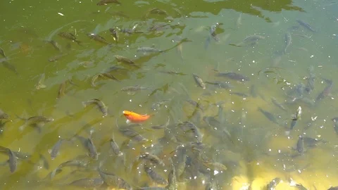 Top view shot of Koi fish, Fancy Carp are swimming in pond Stock Footage 92297086
