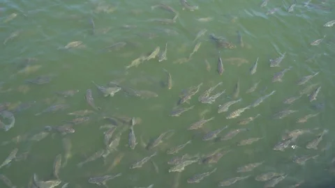 Top view shot of Koi fish, Fancy Carp are swimming in pond Stock Footage 92297193